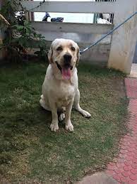 Housekeeping Services